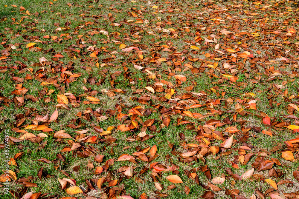 Minimalist monochrome background with many large red and orange leaves and small flowers on green grass in a park in a sunny autumn day. Minimalist monochrome background with many large red and orange leaves and small flowers on green grass in a park in a sunny autumn day.