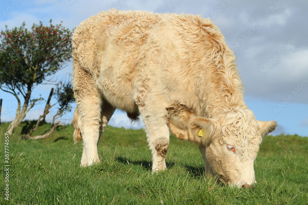 Cattle: Charolais breed bullock grazing on farmland in rural Ireland Cattle: Charolais breed bullock grazing on farmland in rural Ireland