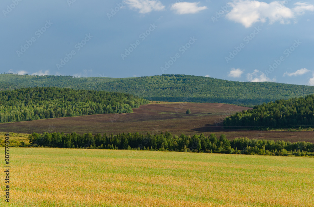 Landscape with green hills. Summer landscape with fields of grass and forest.