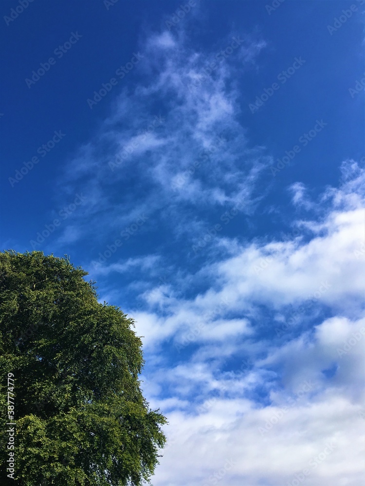 Beech tree against blue sky. Space