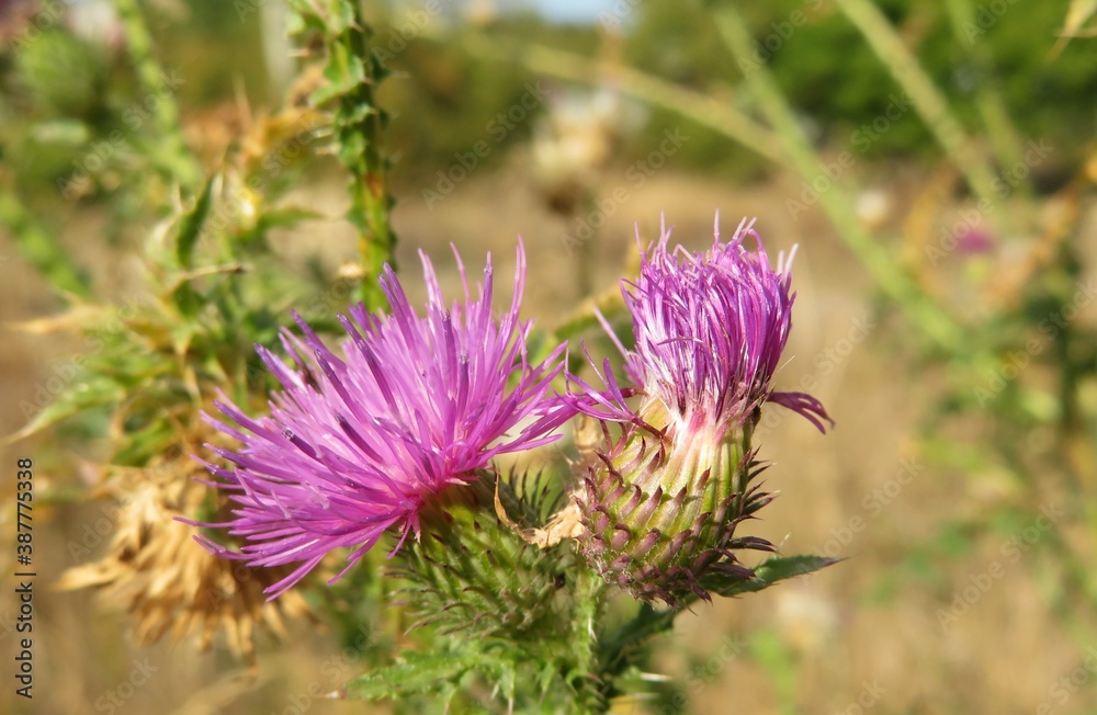 Beautiful purple thistle flowers in the meadow, closeup Beautiful purple thistle flowers in the meadow, closeup
