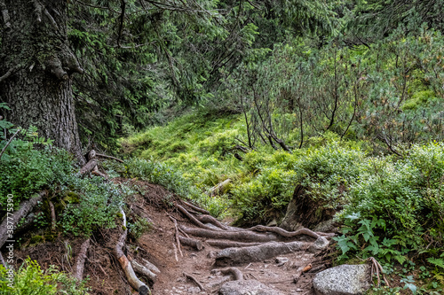 Footpath in coniferous forest  Western Tatras mountains  Slovakia