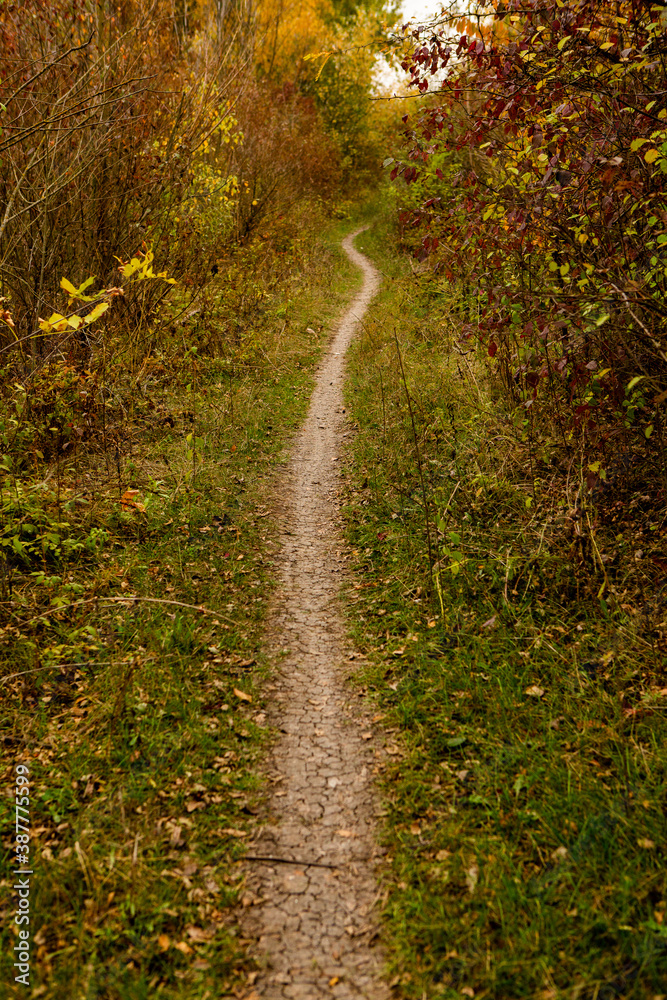 Fototapeta premium Beautiful autumn landscape in forest. Colored yellow nature in Europe. Amazing Environment.