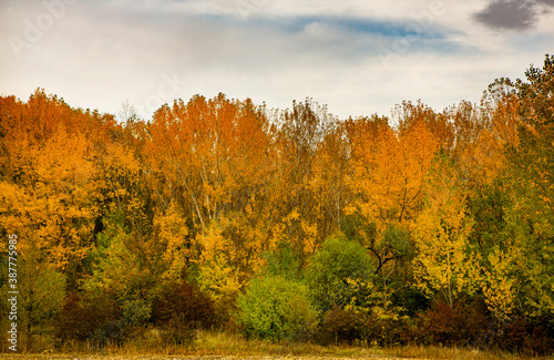 Beautiful autumn landscape in forest. Colored yellow nature in Europe. Amazing Environment.