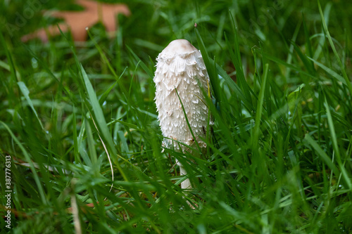 A fungus on a green glade, after heavy autumn rains in the Polish forest