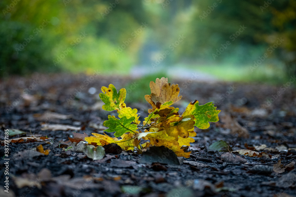 Gold leafy twig lying on a forest road during Polish Golden Autumn Gold leafy twig lying on a forest road during Polish Golden Autumn