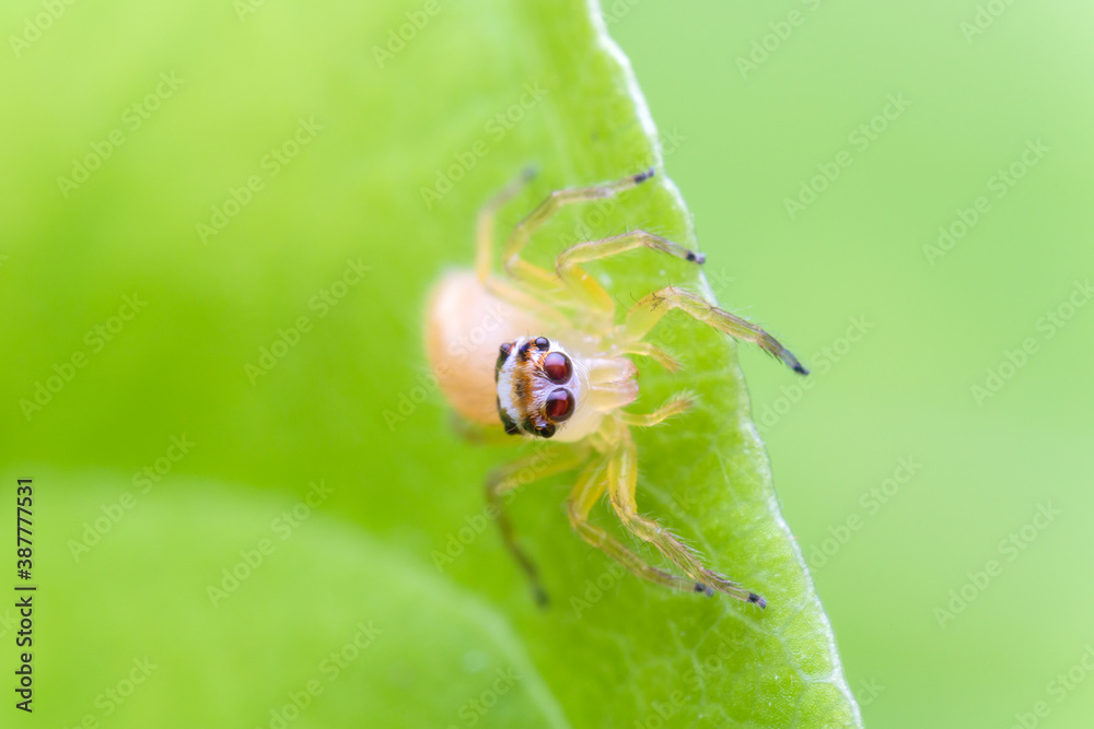 macro image of jumping spider. macro mode close up shot animal and insect. macro image of jumping spider. macro mode close up shot animal and insect.