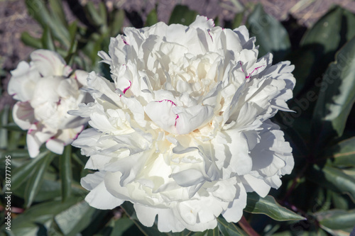 White flower peony flowering
