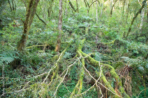 green fern in the forest