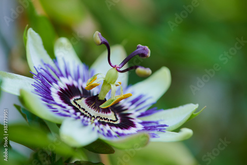 Фотография macro photo of the common passion flower, passiflora caerulea