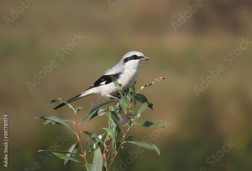 Great grey shrike (Lanius excubitor) perching on a beautiful tree branch with small leaves, looking towards the camera. Behind the bird there is a blurry calm yellow brown orange and green background