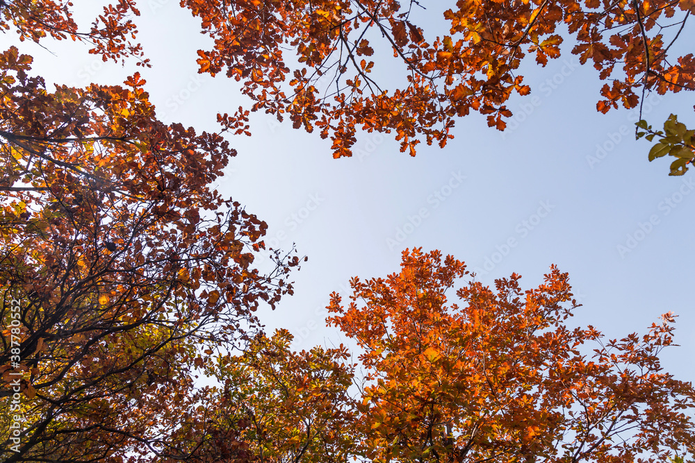 In autumn, the leaves on the trees turn yellow slowly