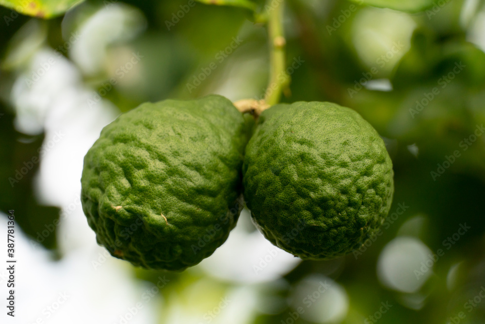 Fototapeta premium Two fresh green bergamot hanging on the tree.