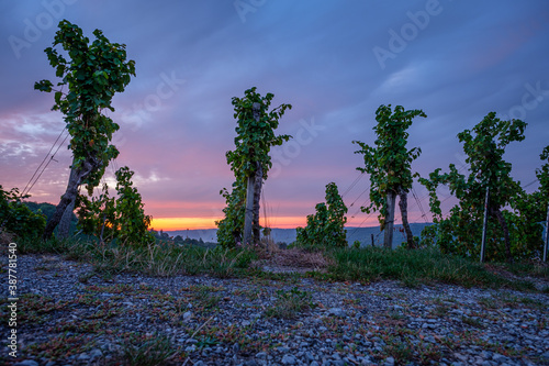 Vines and grapes in dawn sky and vineyard photo