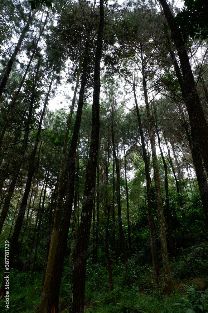 Obraz premium View of pine trees from below