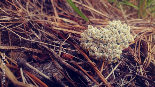 RACIMO DE PEQUEÑAS FLORES BLANCAS SOBRE RAMAS Y PASTO SECO, VEGETACION SUR PATAGONICO photo