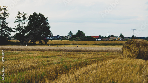 Bociany na polu podczas koszenia traw 