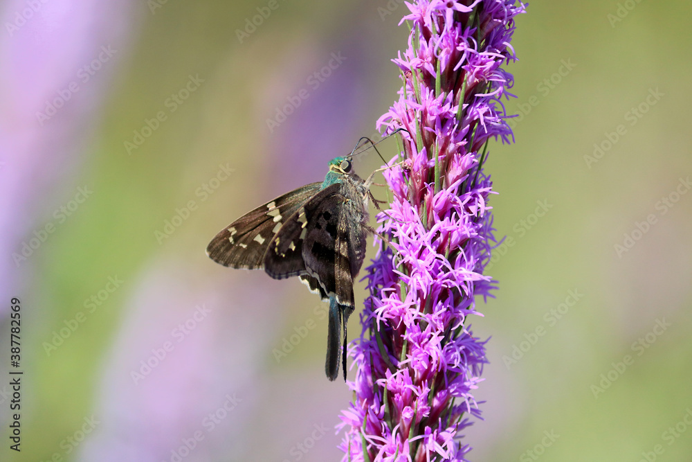 Fototapeta premium butterfly
