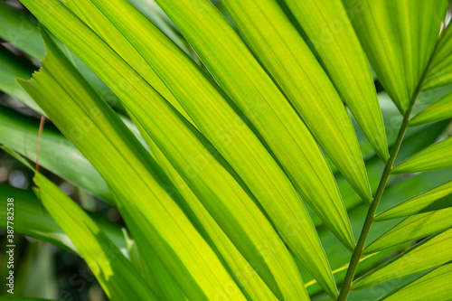 green leaves background