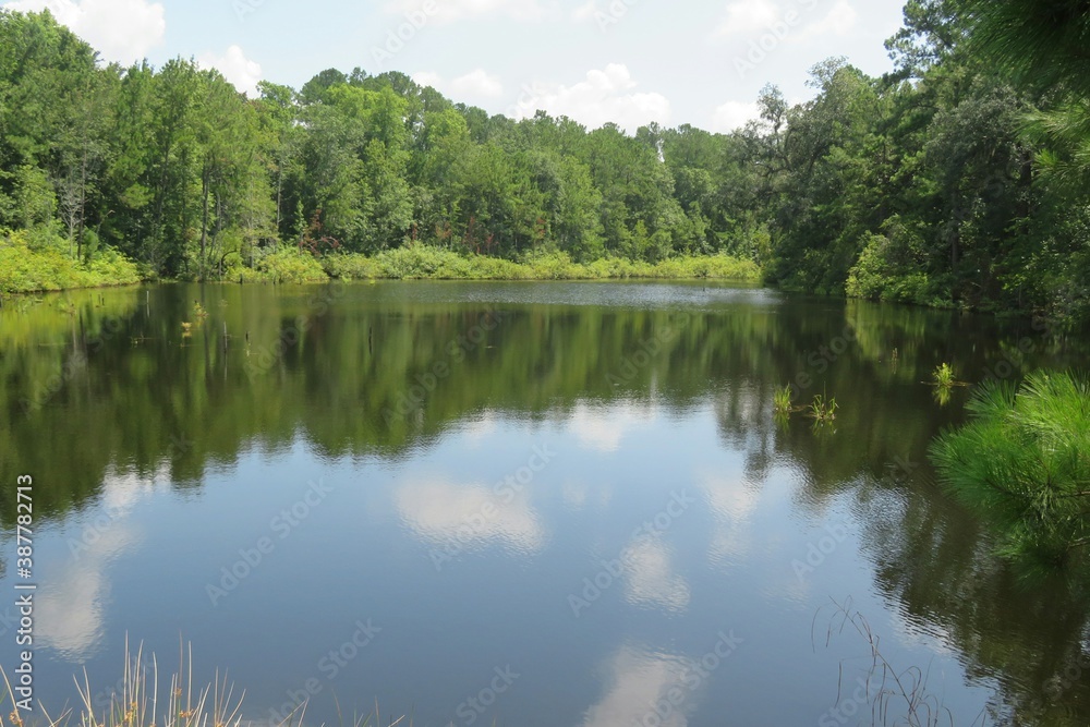 Beautiful landscape of marshes and forests in North Florida nature Beautiful landscape of marshes and forests in North Florida nature