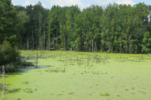 Photography Beautiful view on the marshes and forests in North Florida nature