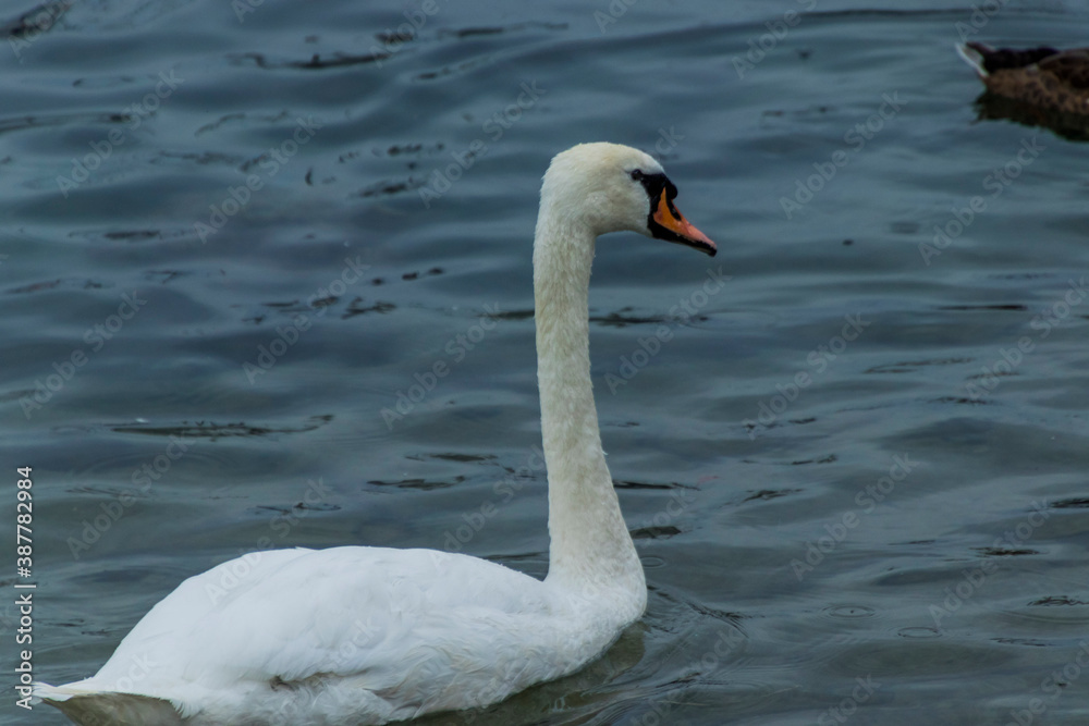Swans swimming around