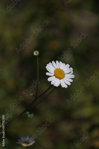 little daisy in the grass