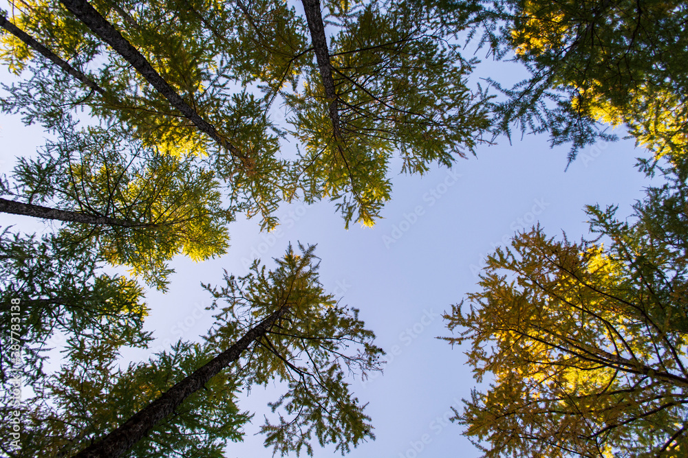 Fototapeta premium Tall trees forest viewed from below.