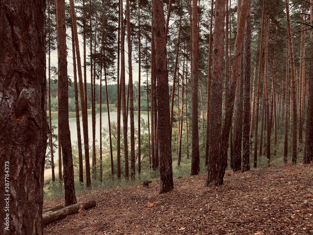 Obraz premium Pine tree forest