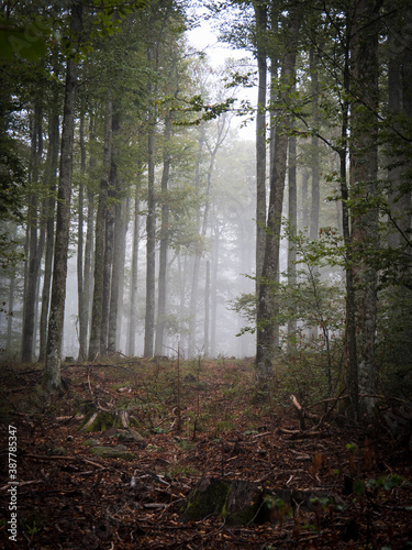 Forêt dans la brume