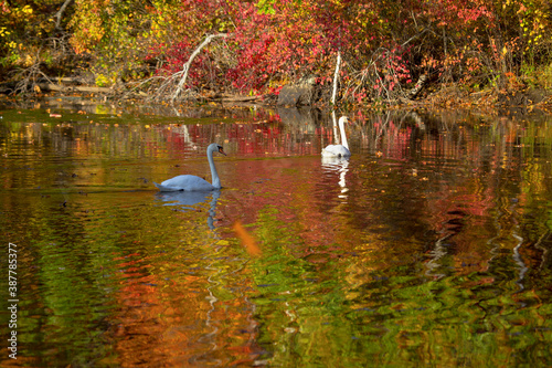 Two Swan on Colorful Lake