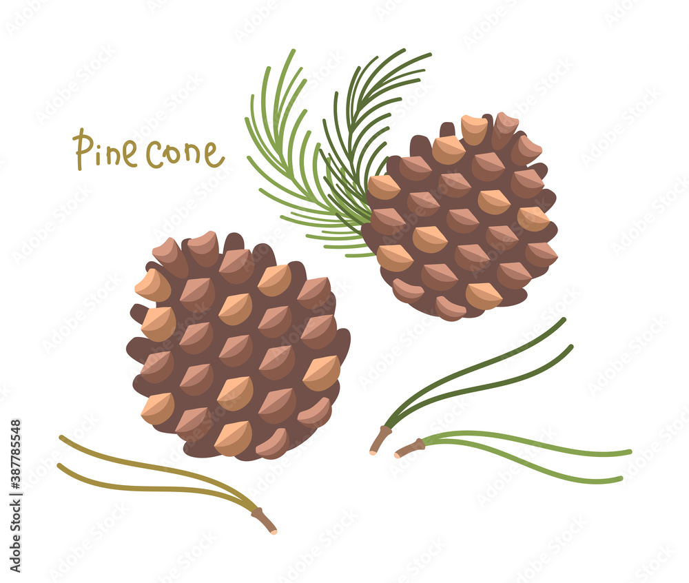 松ぼっくりと松の葉のイラスト Vector De Stock Adobe Stock