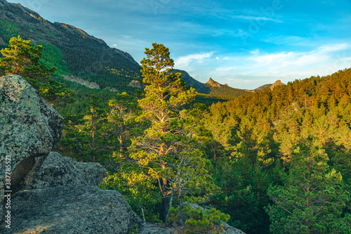 Pine tree on the mountain on forest background. Mountain landscape with pine tree forest with rocks in the foreground, blue sky