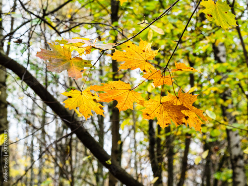 twig of maple tree with colorful leaves in city park on rainy autumn day (focus on leaves on foreground)
