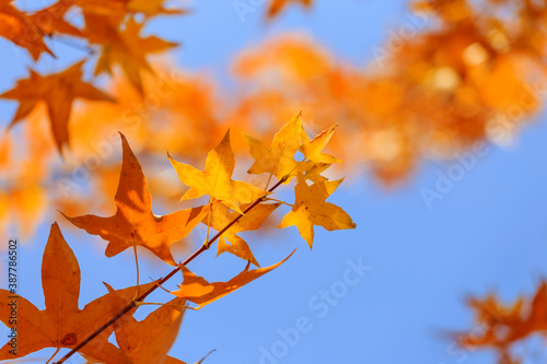 In autumn, the leaves on the trees turn yellow slowly