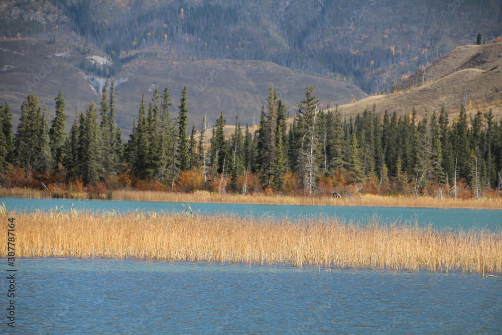 October In The Wetlands, Jasper National Park, Alberta