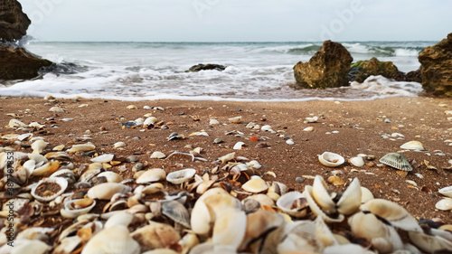 seashells on a sandy beach at the edge of the sea