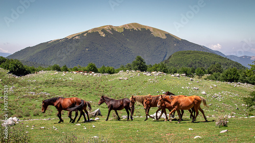 Branco di Cavalli selvaggi al pascolo in montagna. © Claudio