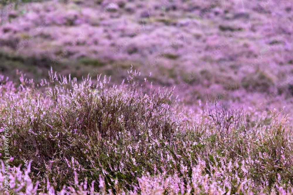 Obraz premium close-up shot of violet heather flowers, also known as ling or Calluna vulgaris, growing in small bushes all over the place, they like sandy and dry soil