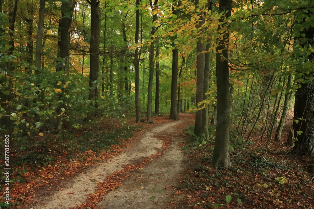 Schöner Weg durch den Buchenwald Schöner Weg durch den Buchenwald