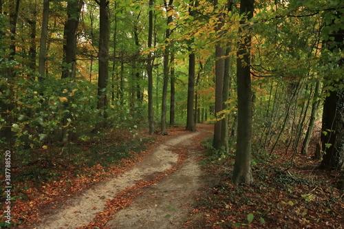 Schöner Weg durch den Buchenwald