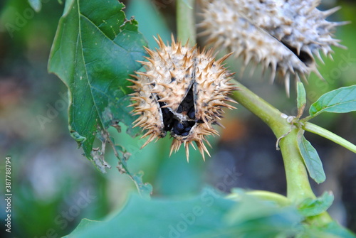 Close up of black seeds inside a mature split open seed capsule of thorn apple or jimson weed or devil’s snare, (Datura stramonium)
