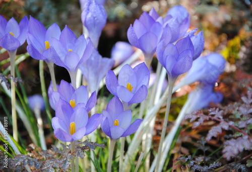 Close up of small, rounded, lilac flowers of the fall crocus (Crocus goulimyi), endemic to Greece 