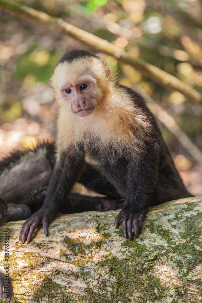 The overwhelming beauty of the flora and fauna of Costa Rica. Photos taken during a tour through this beautiful country,
The overwhelming beauty of the flora and fauna of Costa Rica. Photos taken during a tour through this beautiful country,
