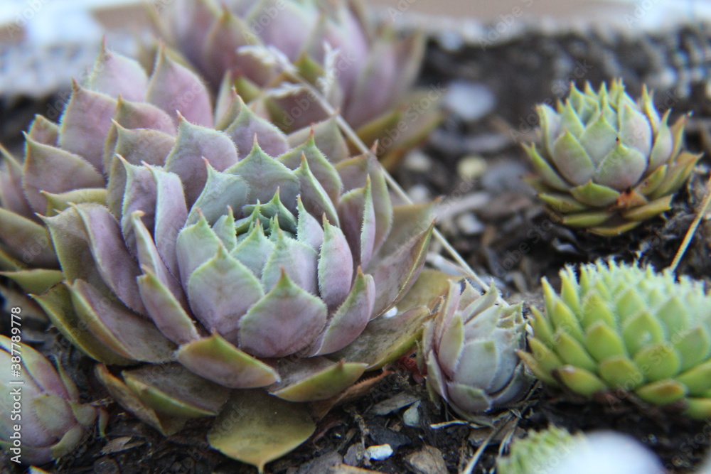 succulent flower succulent flower
