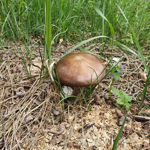 mushroom in the grass