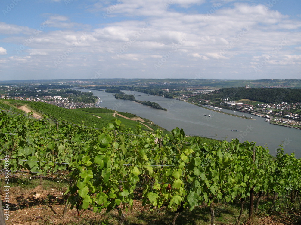 Rüdesheim am Rhein: Weinberg mit Blick auf den Rhein in Hessen im Rheingau