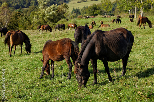 Herd of horses grazing grass on meadow pasture in wild Beskid Niski mountains area. Hucul pony breed horses.