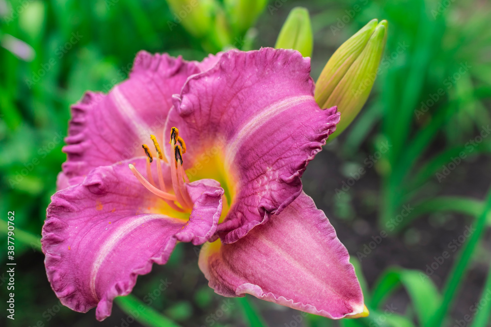 Naklejka premium Pink daylily flower on a green background