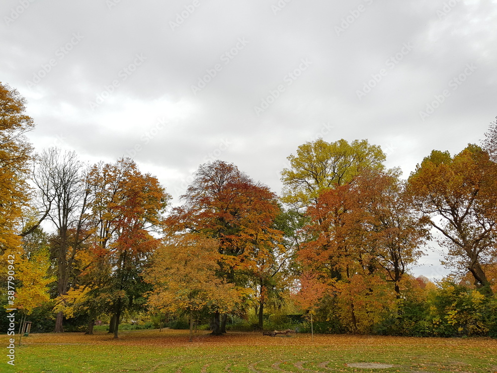 autumn in the park,herbst, fall, baum, natur, blatt, baum, wald, gelb, blatt, park, landschaft, green, ahorn, laub, rot, jahreszeit, bunt, farbe, himmel, orange, wasser, garden, see, holz, eiche